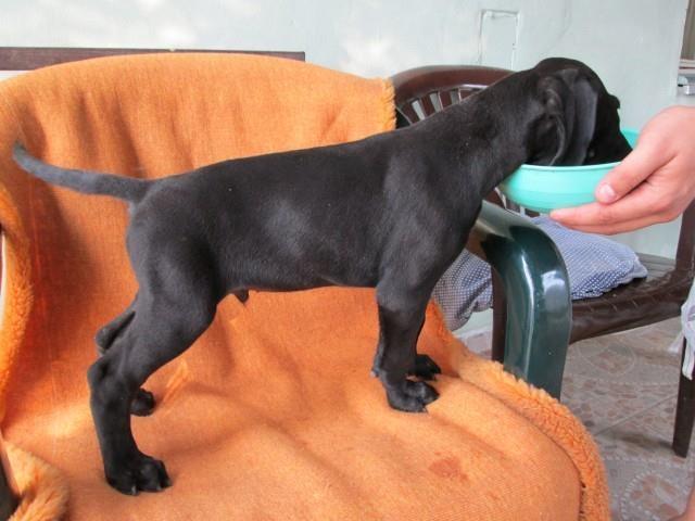 Nemacka-doga