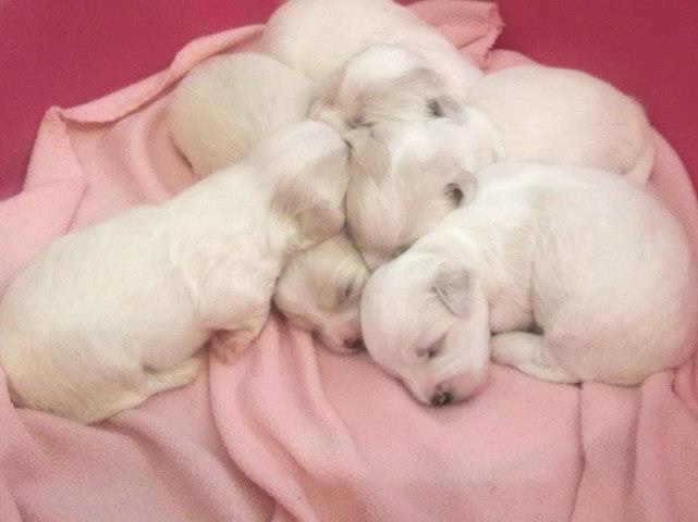 Coton-de-Tulear---prelepi--zdravi-stenci