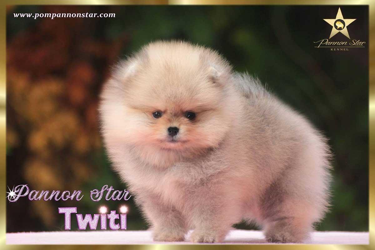 Pomeranski-spic---Pomeranac
