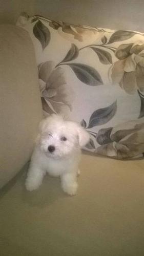Coton de Tulear