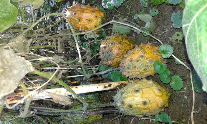 Kiwano seme
