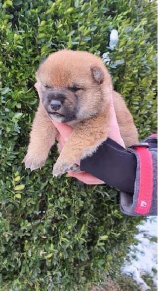 Shiba-Inu-stenci-