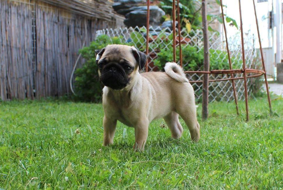 Mops--štenci