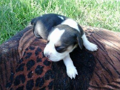 Beagle stence