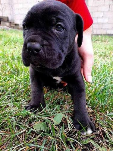 Cane Corso, štenci
