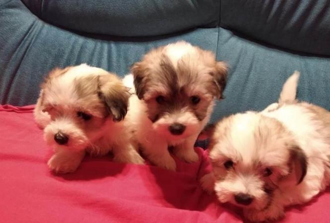 Coton de Tulear