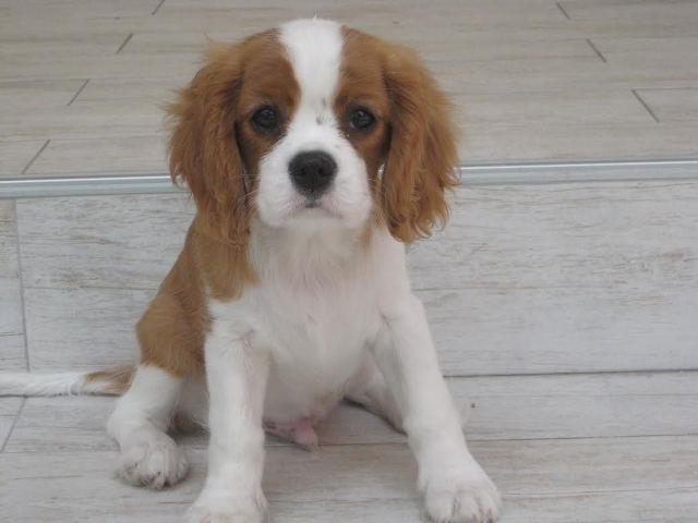 Cavalier King Charles Spaniel, stenci