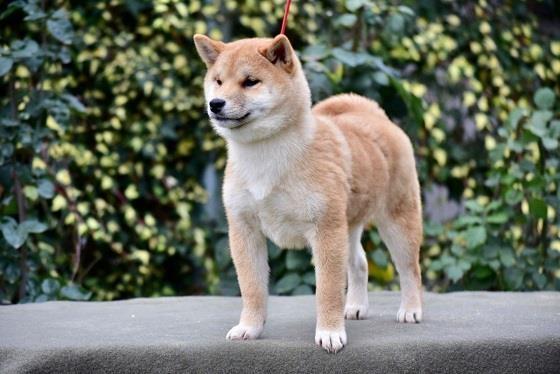Shiba-Inu-stenci
