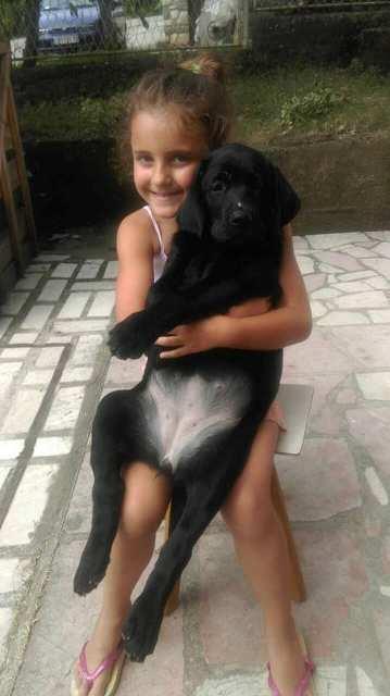 Labrador-retriver--crno-stene