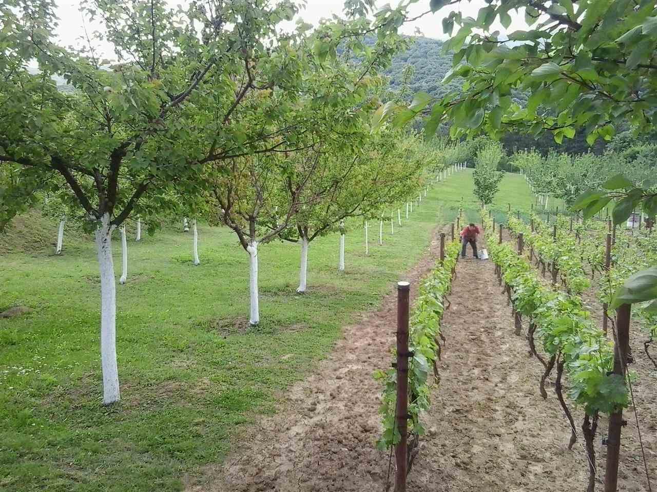 Plac-Fruska-gora