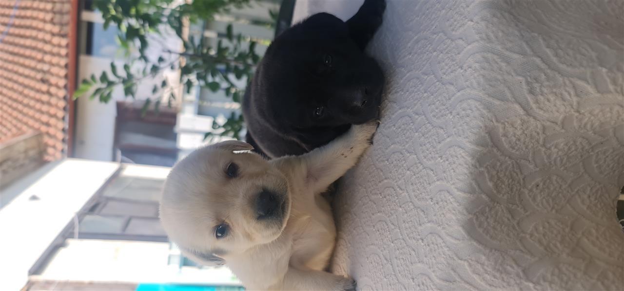 Labrador-Retriver-štenci