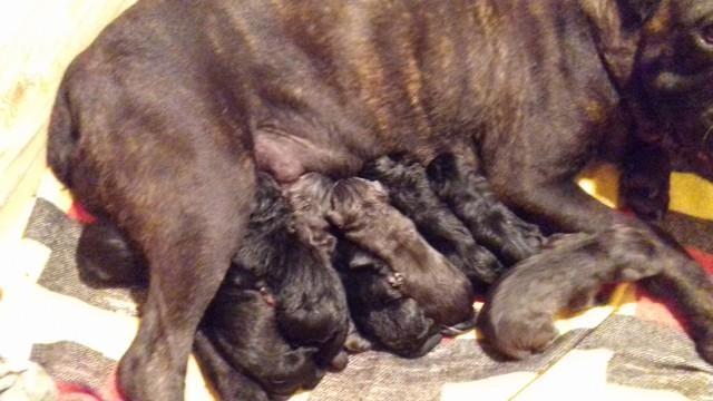 Cane-corso-sivi-stenci