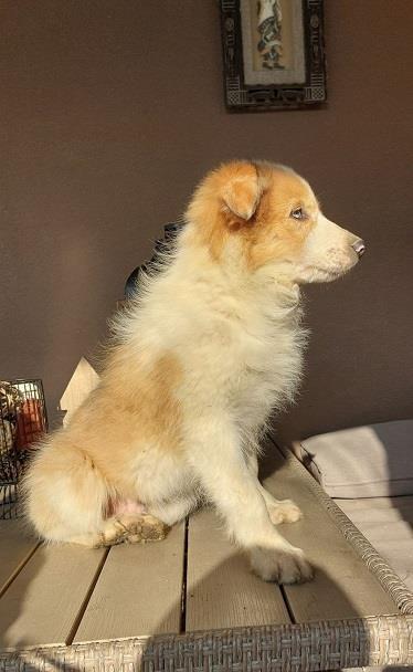 Border-koli-collie-štenci