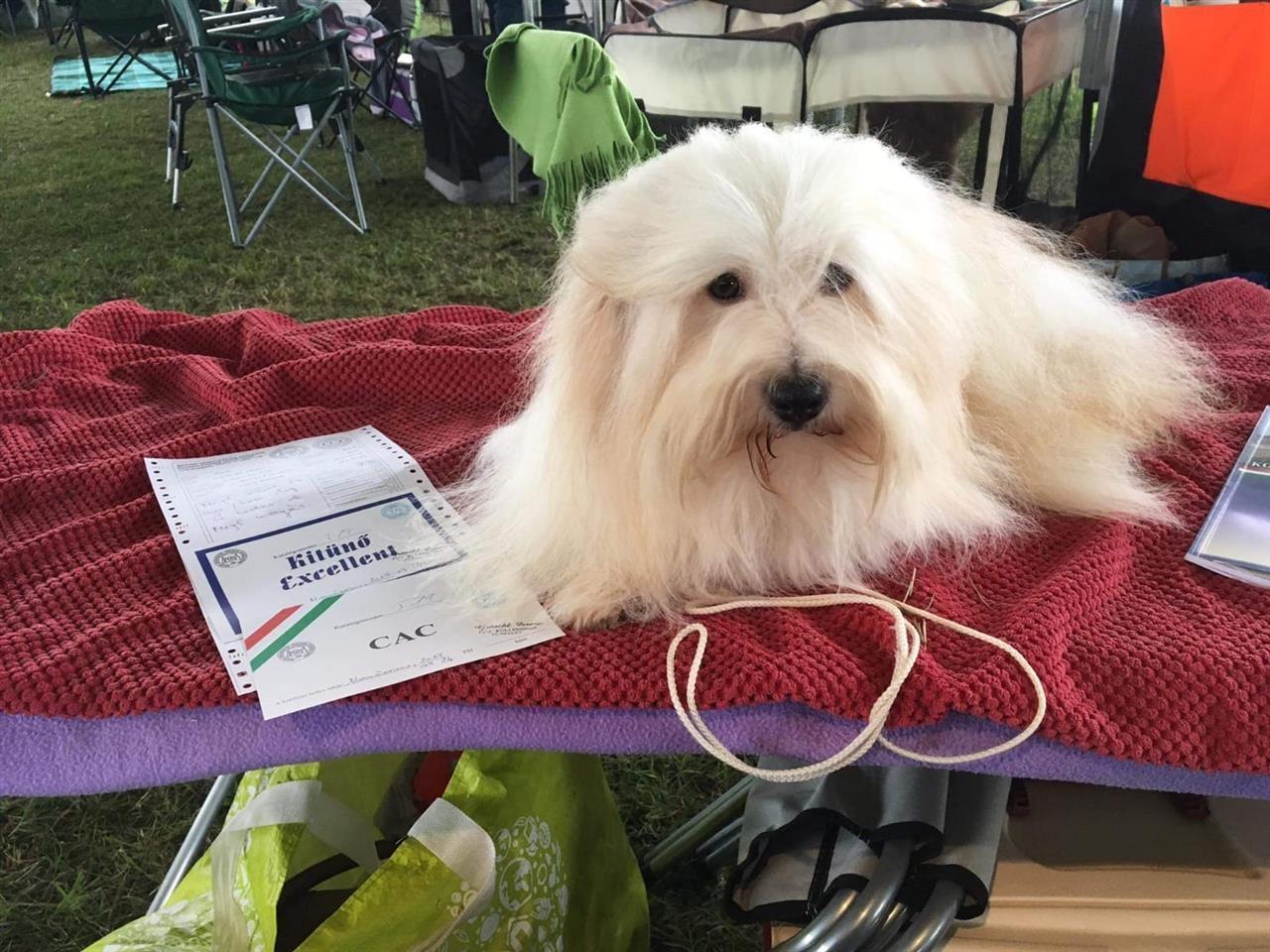 Coton-de-Tulear--Tulearski-pas-