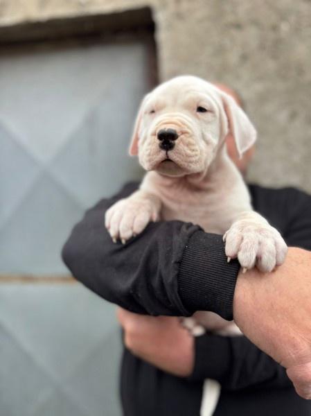 Dogo-Argentino-štenci