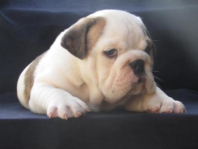 Engleski-buldog-prelepa-stenad