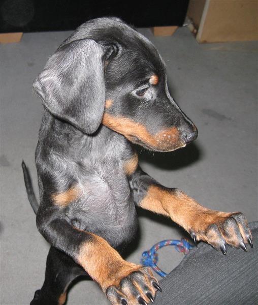 Prodajem-stenad-Dobermana