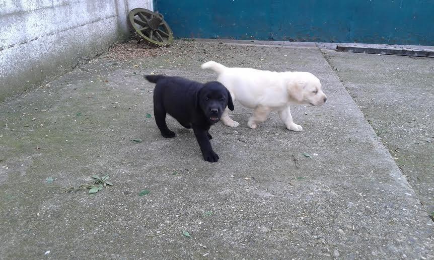 Labrador-štenci-šampionskog-porekla-