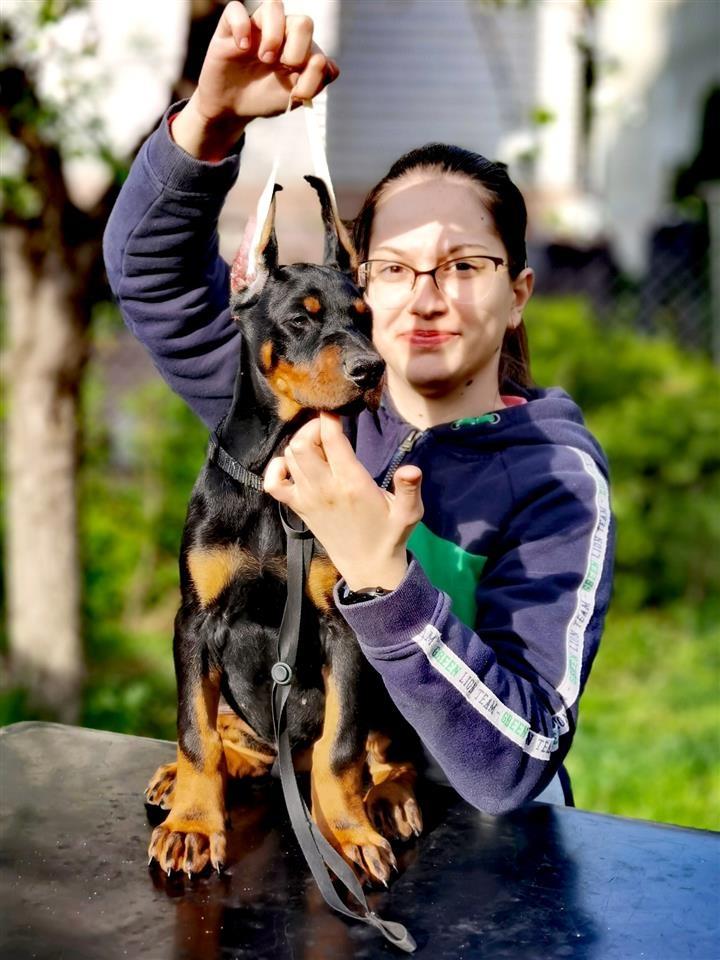 Doberman-štenad-