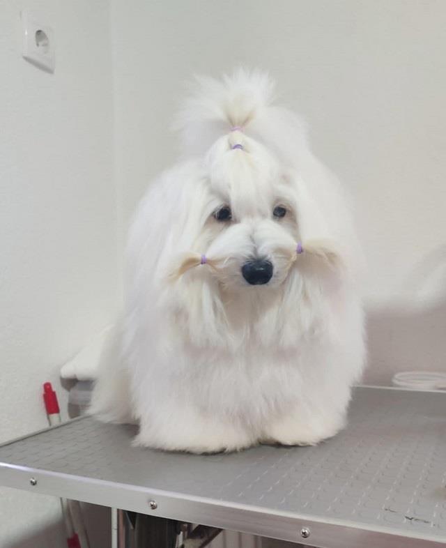 Coton-de-Tulear