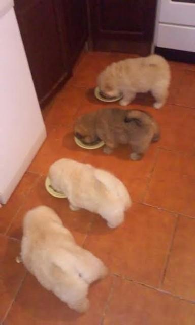 Chow-chow-cau-cau-stenad