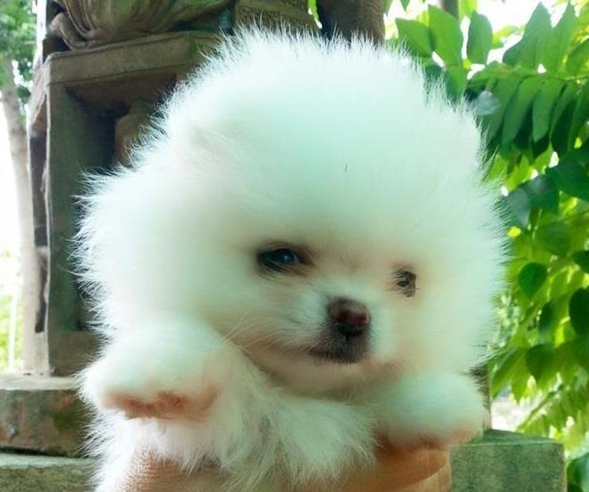 Pomeranski-spic