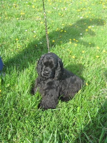 Americki cocer spaniel