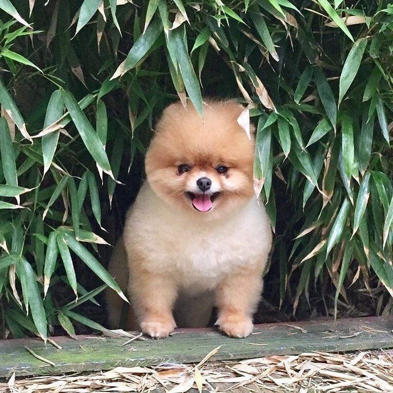Pomeranski-spic--BOO--