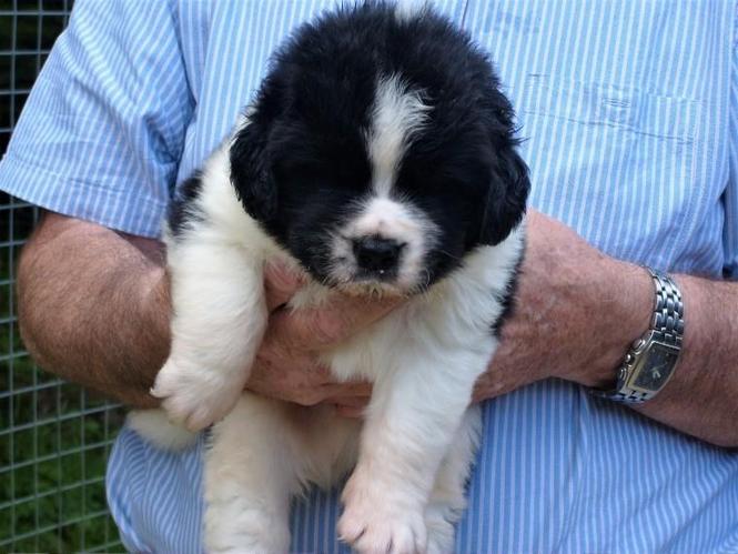 Newfoundland pups na prodaju