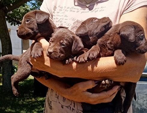Labrador-štenci