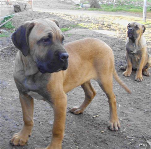 Cane-Corso-stenci