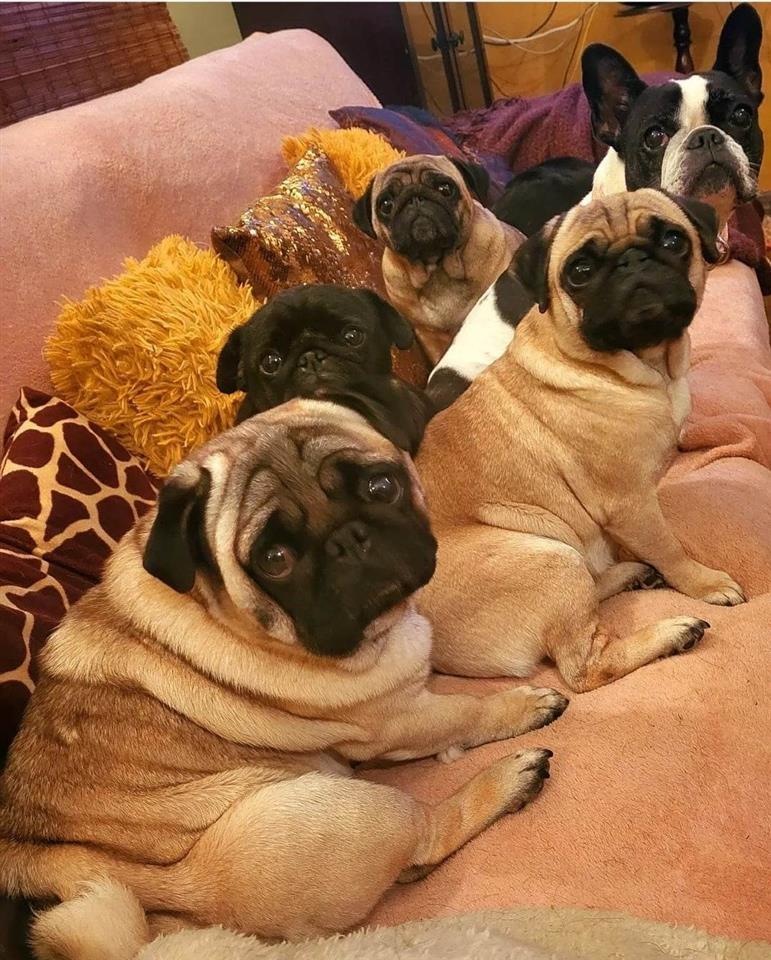 Mops-štenci