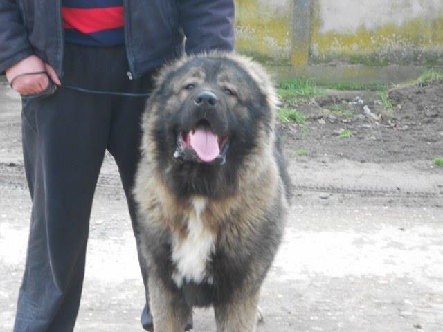 Kavkaski ovcar