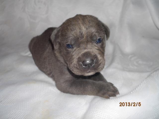 Cane-Corso-stenad