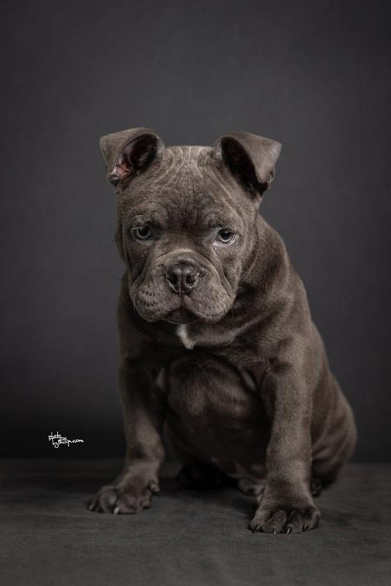 Amerikan-bully-