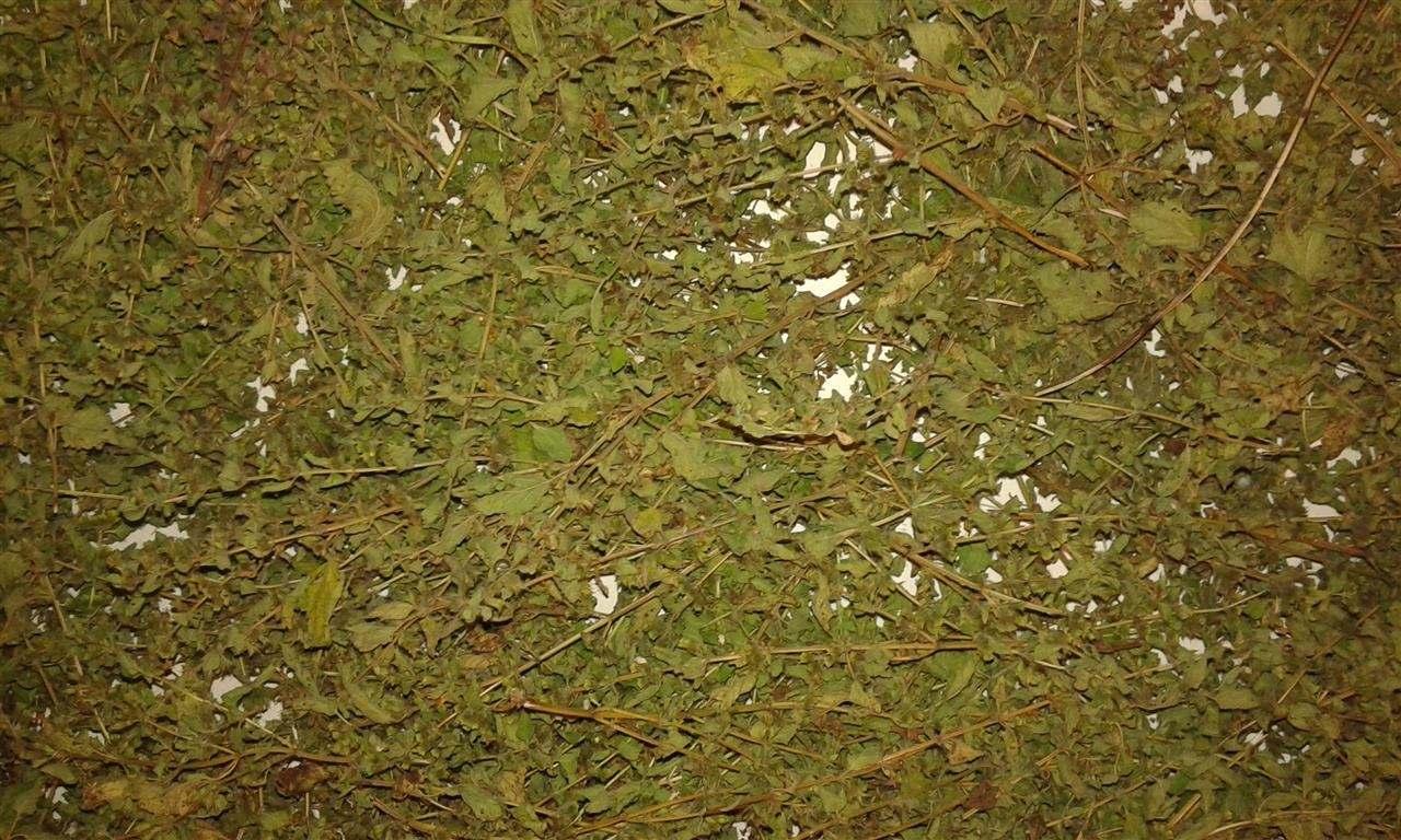 Maticnjak-suseni