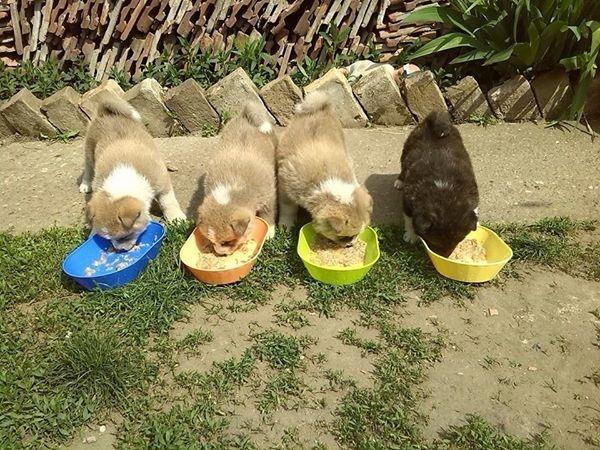 Akita inu
