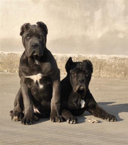 CANE-CORSO