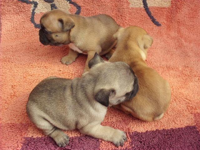 Francuski-buldog-stenad