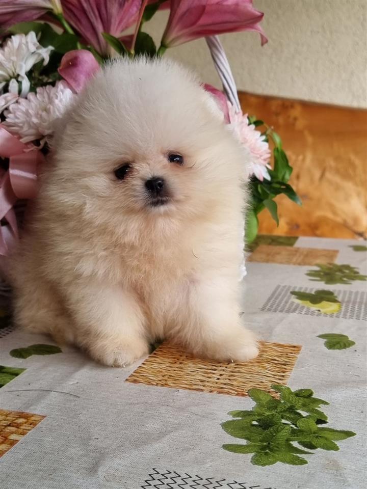 Pomeranac-boo
