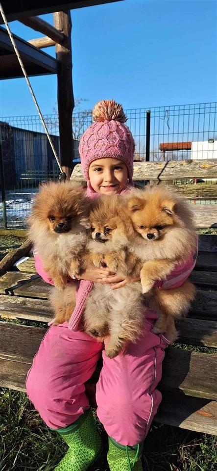 Pomeranac-