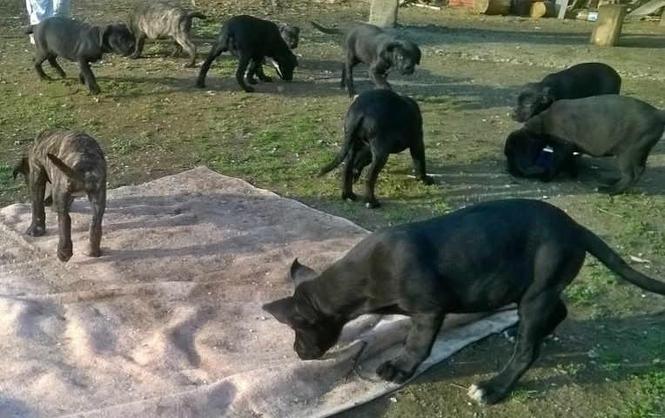 Stenci CANE CORSO vrhunskog porekla