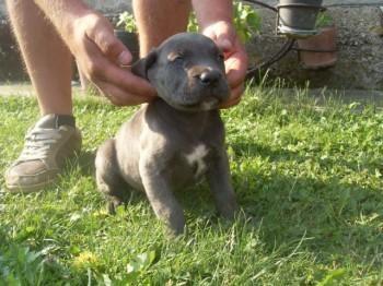 Cane-Corso-štenci