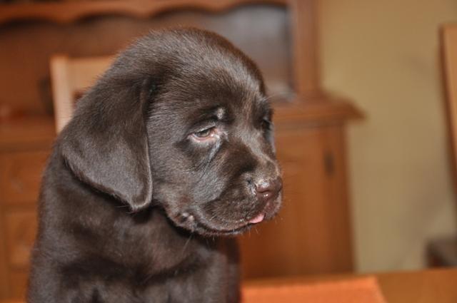 Cokoladni Labrador stenci