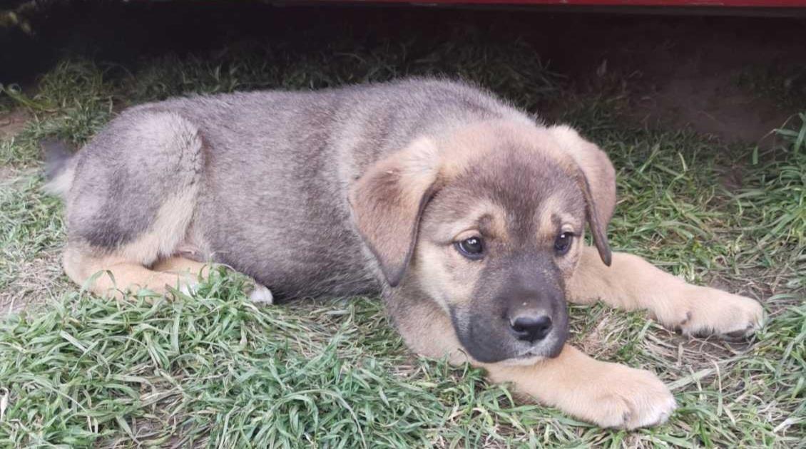 Cane-Corso-
