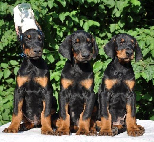 Rotvajler-i-doberman-stenci-