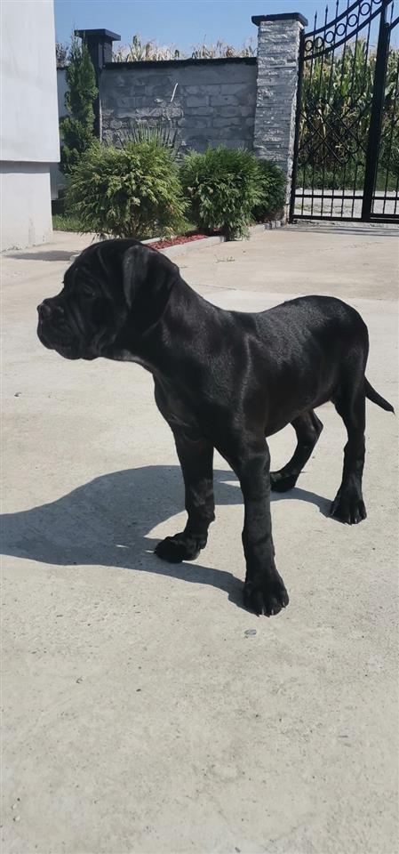 Cane-Corso-stene