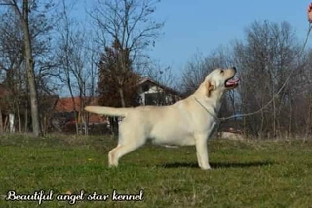 Štenci-labrador-retrivera