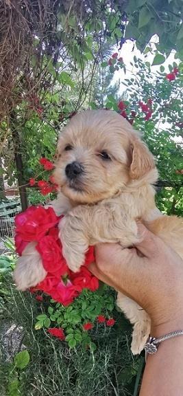Malti-poo