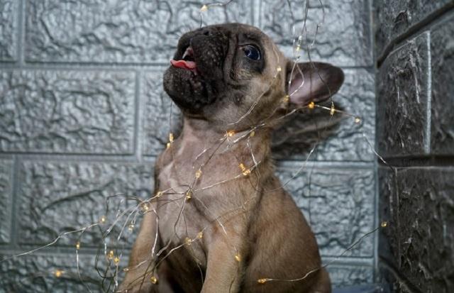 Francuski-buldog